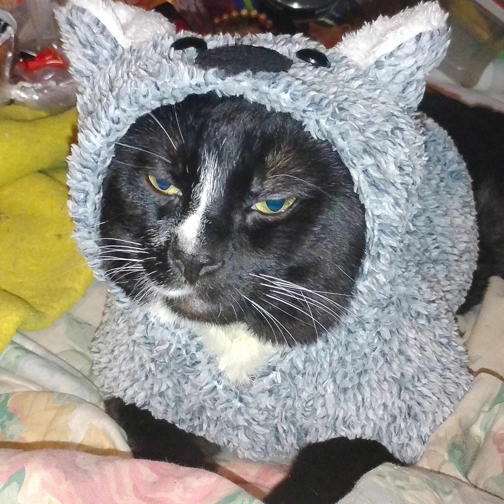 Pipsqueak is registered to the contest to win money with this photo: cat, tuxedo_cat, pet, feline, animal, black_and_white, whiskers, yellow_eyes, hood, fuzzy_blanket, cozy, portrait, close_up, indoor, bed, bedding, cuddly, relaxed, funny, grumpy_expression