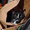 Pipsqueak joined the competition — help win amazing prizes! cat, tuxedo_cat, animal, pet, face, eyes, whiskers, black_fur, white_fur, paper_bag, shopping_bag, cardboard, pet_carrier, indoor, portrait, sitting, hiding, curious, household, photography