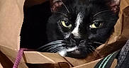 Pipsqueak joined the competition — help win amazing prizes! cat, black_and_white, animal, pet, feline, face, eyes, ears, whiskers, portrait, cardboard_box, paper_bag, indoors, home, curious, alert, sitting, close_up, household_objects, photography