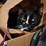 cat, black_and_white, animal, pet, feline, face, eyes, ears, whiskers, portrait, cardboard_box, paper_bag, indoors, home, curious, alert, sitting, close_up, household_objects, photography