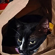 Pipsqueak joined the competition — help win amazing prizes! cat, black_cat, white_markings, animal, pet, feline, face, eyes, whiskers, ears, paper_bag, cardboard_box, string, chewing, indoor, close_up, portrait, cluttered_background, dim_lighting, playful