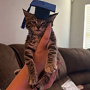 Kiwi is registered to the contest to win money with this photo: adorable, animal, blanket, cat, couch, cozy, cute, domestic, feline, graduation_cap, hand, holding, indoor, kitten, living_room, person, pet, small, tabby, young