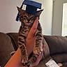 adorable, animal, blanket, cat, couch, cozy, cute, domestic, feline, graduation_cap, hand, holding, indoor, kitten, living_room, person, pet, small, tabby, young