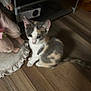 animal, bare_feet, calico, cat, curious, cute, doll, domestic, feline, flooring, furniture, home, indoor, kitten, pet, sitting, small, toy, wooden_floor, young