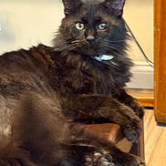 Smitty And Bellatrix joined the competition — help win amazing prizes! animal, bench, black_cat, cat, collar, curious, domestic_cat, eyes, floor, fluffy, fur, home, indoor, mammal, paws, pet, relaxed, tail_motion, whiskers, wooden_furniture