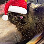 cat, fluffy, glasses, santa_hat, bed, blanket, indoor, holiday, snow_effect, feline, pet, cozy, cute, resting, animal, winter, decorative, fun, wearable, domestic