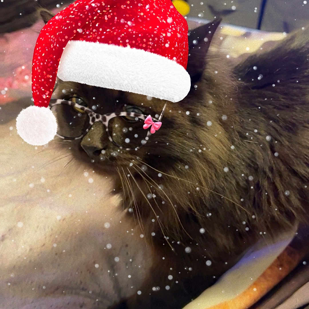 Smitty joined the competition — help win amazing prizes! animal, bed, blanket, cat, cozy, cute, decorative, domestic, feline, fluffy, fun, glasses, holiday, indoor, pet, resting, santa_hat, snow_effect, wearable, winter