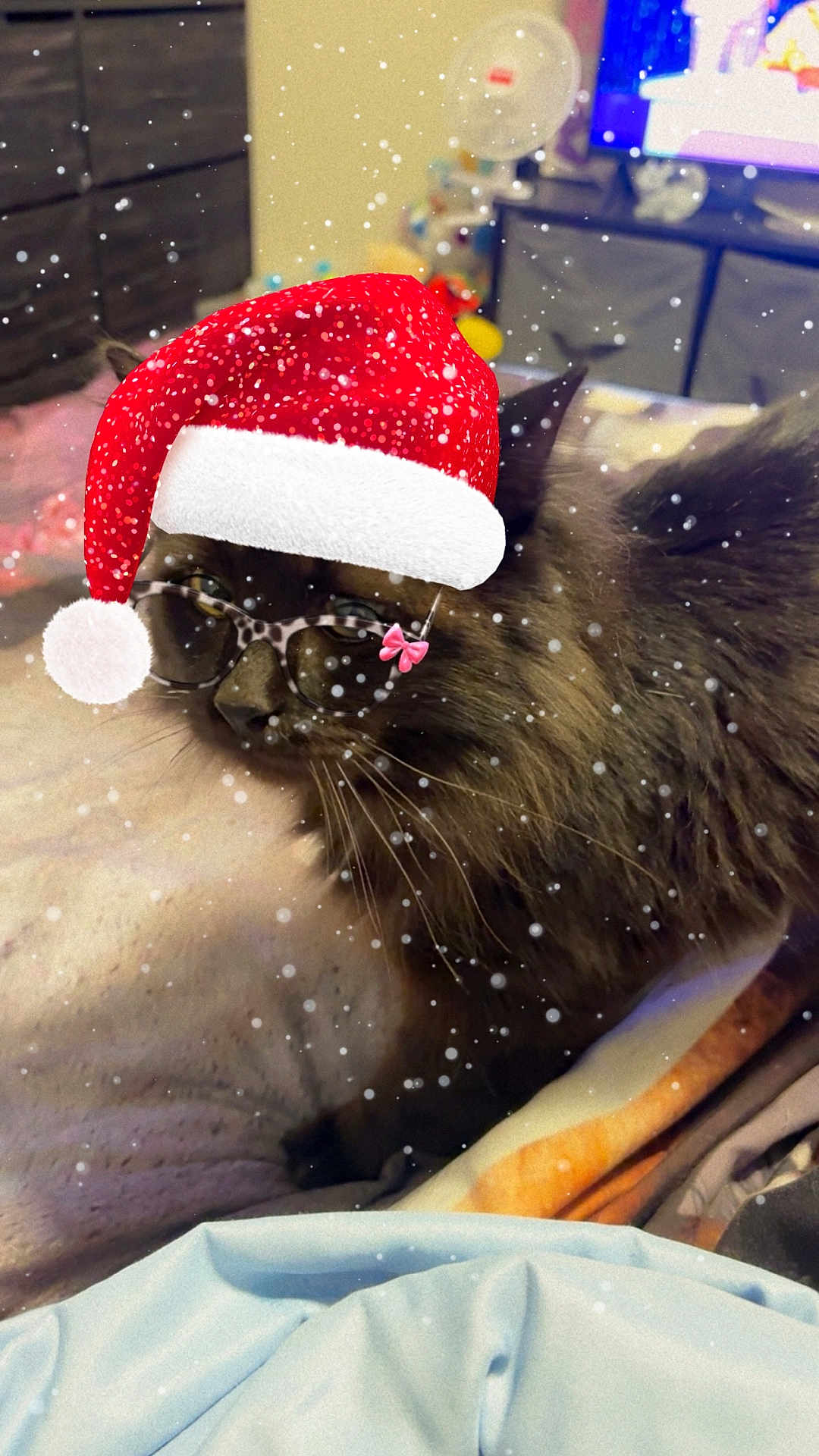Smitty joined the competition — help win amazing prizes! cat, fluffy, glasses, santa_hat, bed, blanket, indoor, holiday, snow_effect, feline, pet, cozy, cute, resting, animal, winter, decorative, fun, wearable, domestic