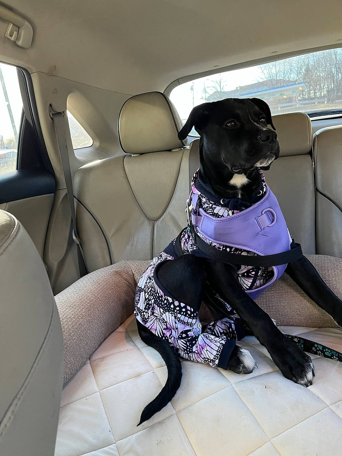 Molli is registered to the contest to win money with this photo: auto_part, automotive_design, automotive_exterior, car, car_seat, car_seat_cover, carnivore, collar, companion_dog, dog, dog_breed, dog_collar, dog_supply, head_restraint, motor_vehicle, personal_luxury_car, snout, vehicle, vehicle_door, window
