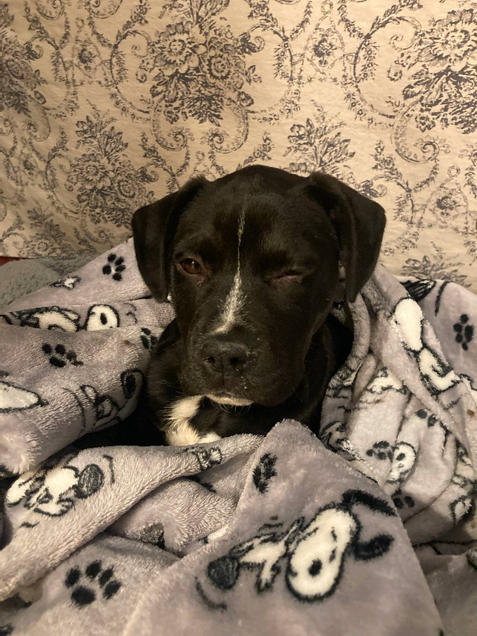 Molli joined the competition — help win amazing prizes! canidae, carnivore, comfort, companion_dog, dog, dog_breed, flooring, fur, grey, linens, monochrome, monochrome_photography, pet_supply, retriever, snout, sporting_group, style, tints_and_shades, whiskers, working_animal