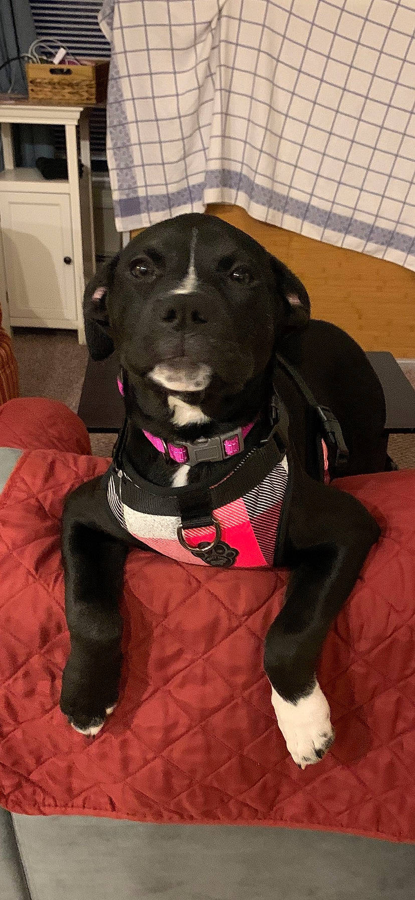 Molli is registered to the contest to win money with this photo: borador, canidae, carnivore, collar, companion_dog, dog, dog_breed, dog_collar, dog_supply, fur, gun_dog, leash, liver, personal_protective_equipment, pet_supply, pointing_breed, snout, sporting_group, whiskers, working_animal