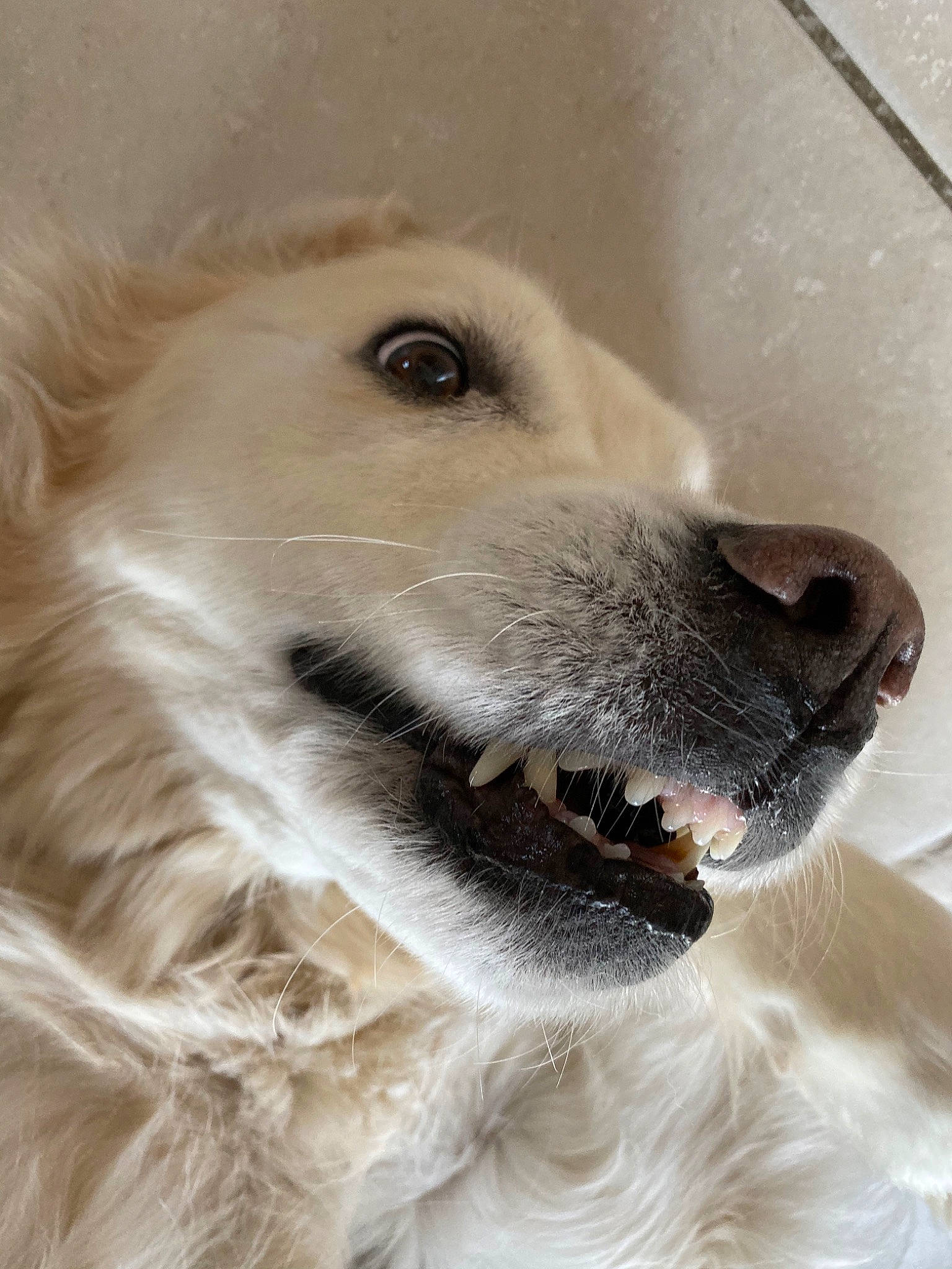 Heden a rejoint le concours — aidez-le/la à gagner de superbes lots ! canidae, carnivore, companion_dog, dog, dog_breed, great_pyrenees, mammal, nose, rare_breed_dog, slovak_cuvac, snout, sporting_group, whiskers