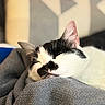 Gribouille participe au concours pour gagner de l'argent avec cette photo : black_and_white, blanket, cat, close_up, couch, cozy, domestic_cat, ear, fur, home, indoor, nap, nose, pet, pillow, portrait, relaxed, sleeping, soft_texture, whiskers