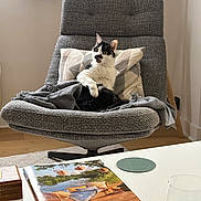 Gribouille participe au concours pour gagner de l'argent avec cette photo : cat, tuxedo_cat, armchair, blanket, pillow, living_room, interior, furniture, cozy, pet, upholstery, coffee_table, magazine, coaster, glass, wood_floor, curtain, lamp_stand, portrait, relaxed