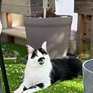 Gribouille a rejoint le concours — aidez-le/la à gagner de superbes lots ! artificial_grass, black_and_white_cat, blossoms, bokeh, cat, domestic_cat, feline, garden, green_grass, lounging, outdoor, pet, petals, planter, portrait, potted_plant, relaxed, shallow_depth_of_field, sunlight, whiskers