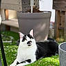 artificial_grass, black_and_white_cat, blossoms, bokeh, cat, domestic_cat, feline, garden, green_grass, lounging, outdoor, pet, petals, planter, portrait, potted_plant, relaxed, shallow_depth_of_field, sunlight, whiskers
