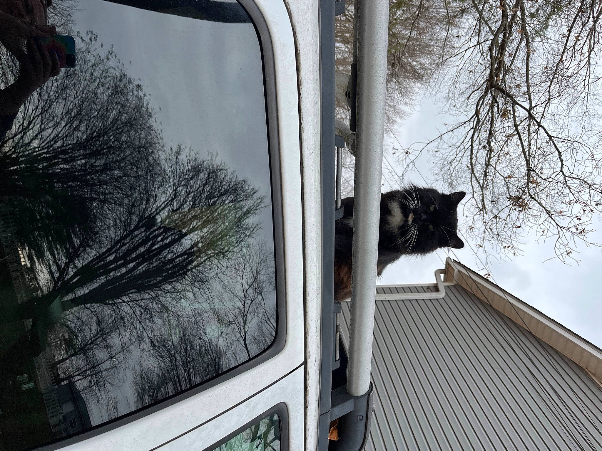 Jasper is registered to the contest to win money with this photo: automotive_lighting, automotive_mirror, automotive_tire, branch, carnivore, cat, felidae, grey, motor_vehicle, plant, small_to_medium_sized_cats, tints_and_shades, tree, twig, vehicle_door, wheel, window, winter, wood, woody_plant