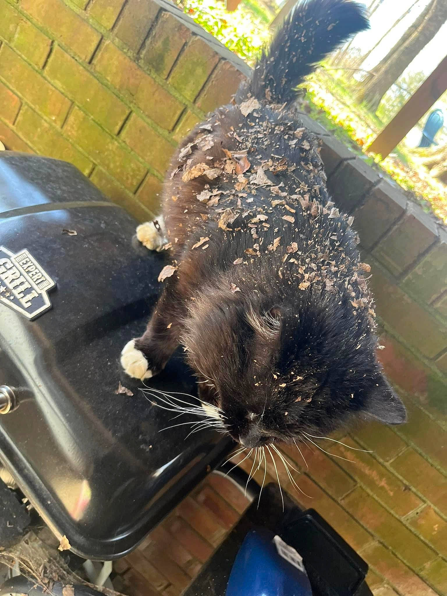 Jasper is registered to the contest to win money with this photo: automotive_exterior, automotive_tire, bumper, fish, flooring, fur, machine, metal, snout, tail, terrestrial_animal, whiskers, wood