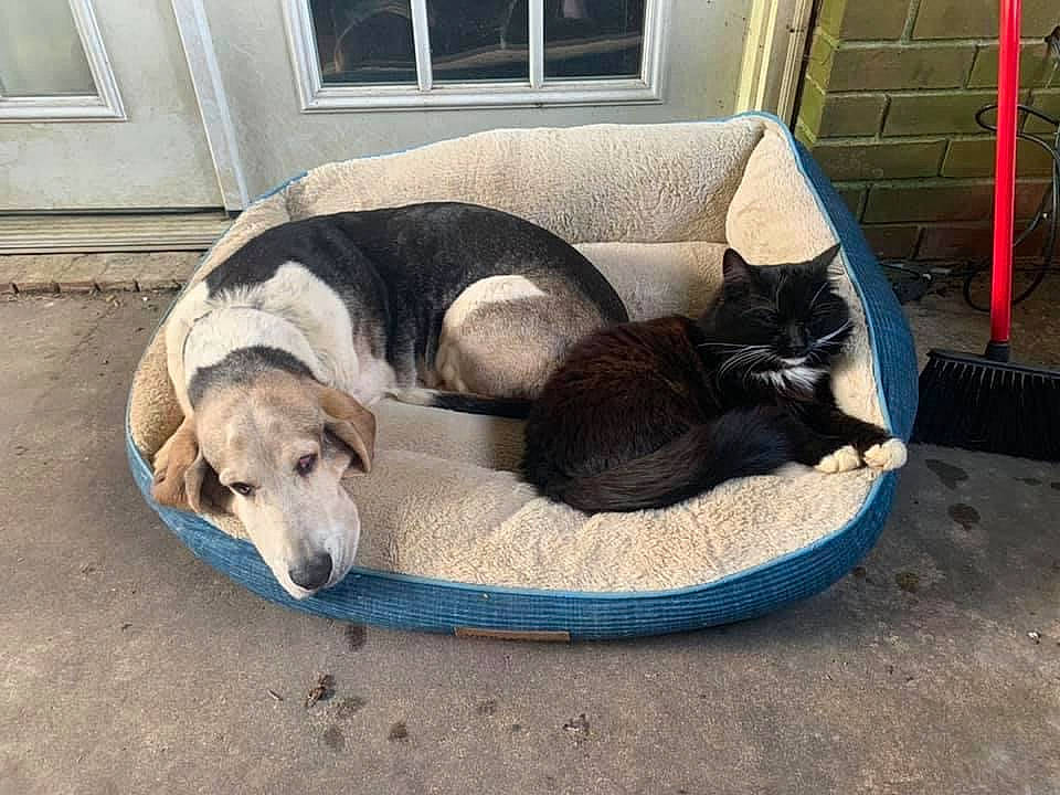 Jasper is registered to the contest to win money with this photo: carnivore, cat, cat_supply, comfort, companion_dog, dog, dog_breed, dog_supply, door, fawn, felidae, flooring, fur, hardwood, pet_supply, sporting_group, tail, terrestrial_animal, window, working_animal