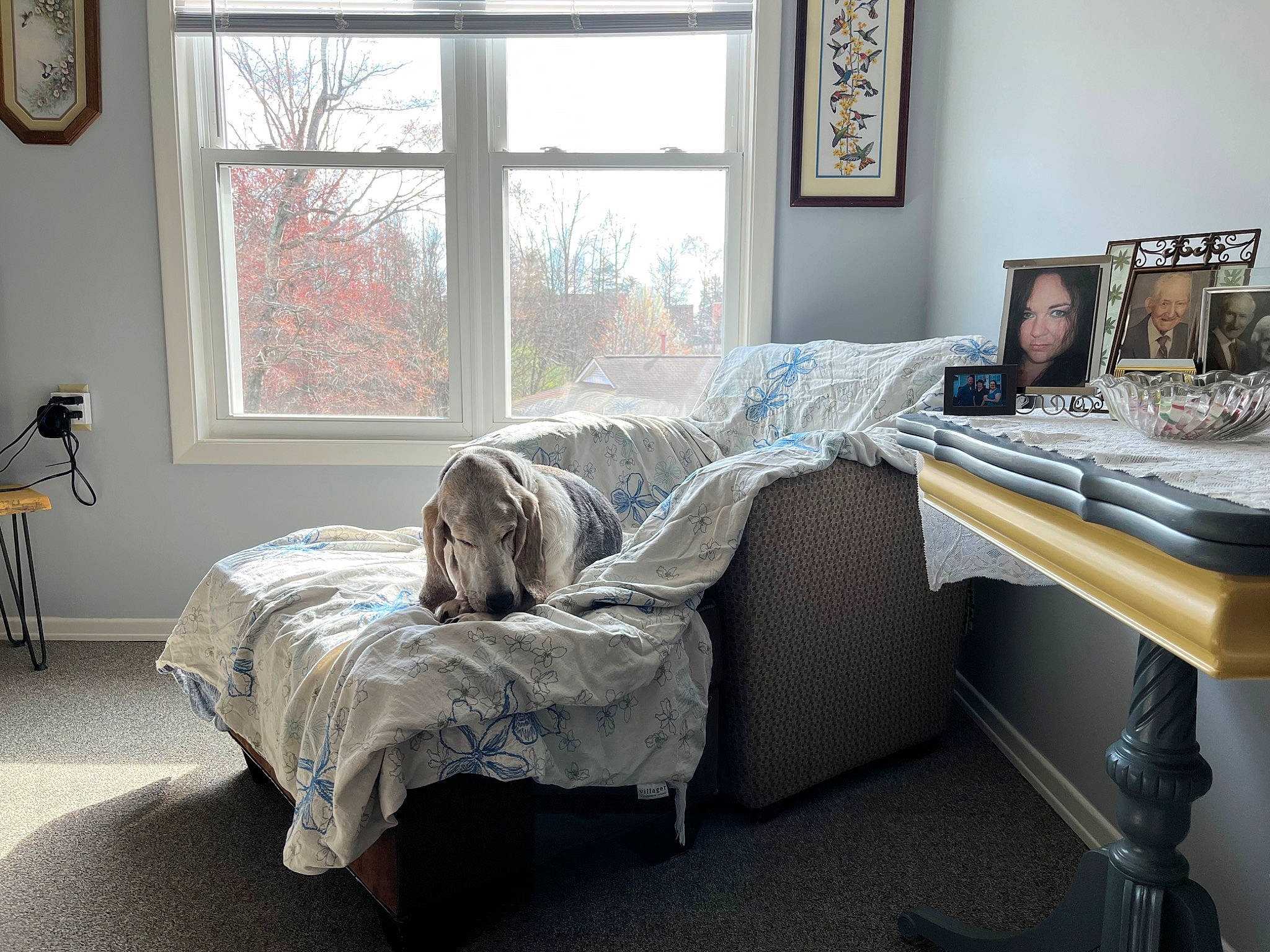 Lucy joined the competition — help win amazing prizes! architecture, building, carnivore, comfort, companion_dog, dog, floor, flooring, furniture, grey, hardwood, interior_design, living_room, picture_frame, property, real_estate, shade, textile, window, wood