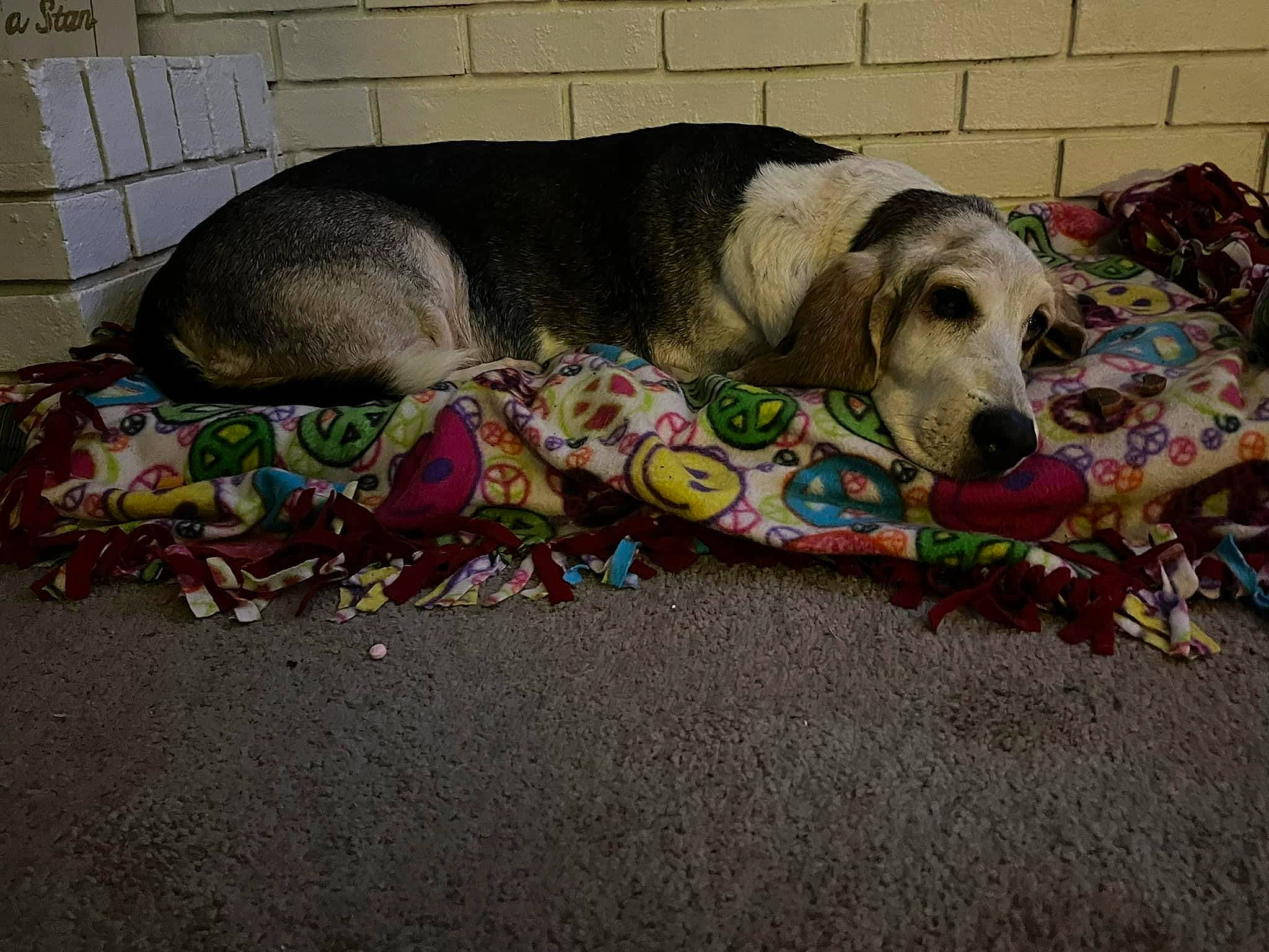 Lucy is registered to the contest to win money with this photo: blanket, canidae, carnivore, collar, comfort, companion_dog, dog, dog_breed, dog_supply, fawn, flooring, linens, mat, nap, pattern, rug, sporting_group, terrestrial_animal, toy, working_animal