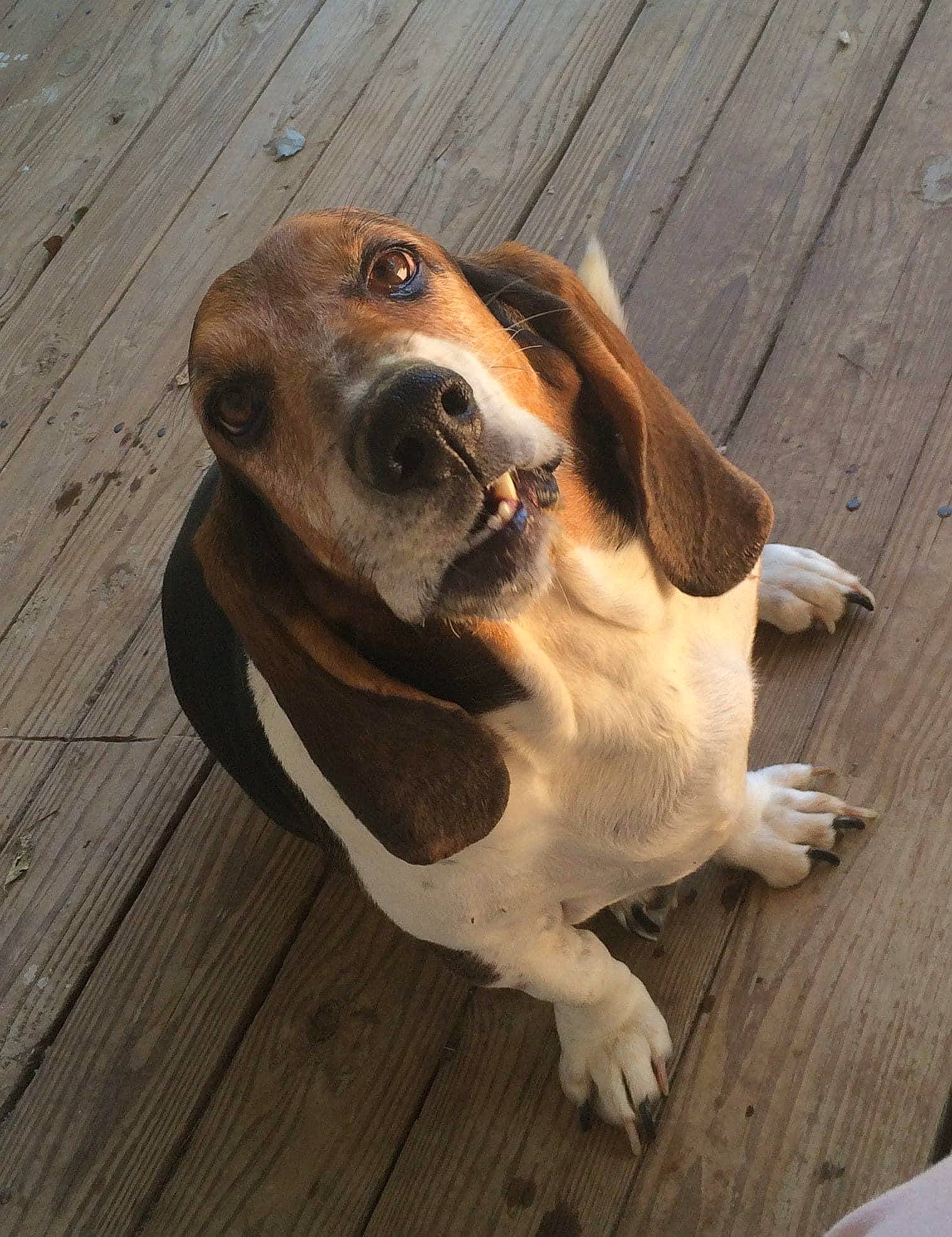 Lucy is registered to the contest to win money with this photo: canidae, carnivore, collar, companion_dog, dog, dog_breed, dog_collar, fawn, flooring, hardwood, liver, pet_supply, plank, scent_hound, snout, sporting_group, whiskers, wood, wood_stain, working_animal