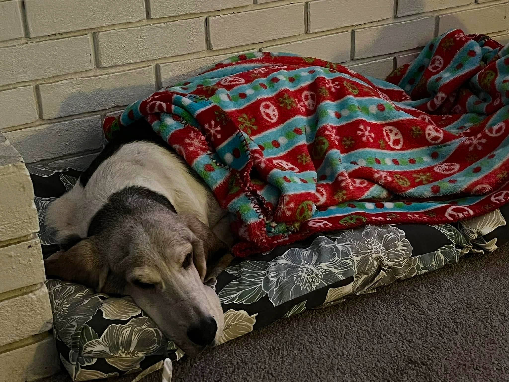 Lucy joined the competition — help win amazing prizes! bedding, blanket, carnivore, comfort, companion_dog, couch, dog, dog_breed, dog_supply, fawn, flooring, fur, grey, linens, pattern, pet_supply, sporting_group, terrestrial_animal, working_animal