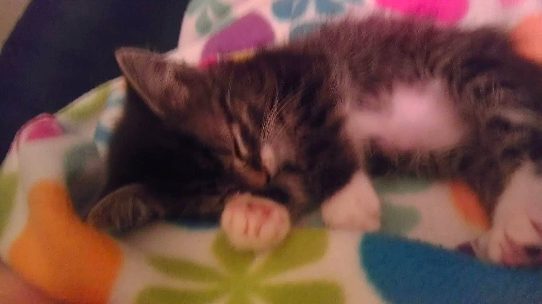 Sissy joined the competition — help win amazing prizes! carnivore, cat, claw, comfort, domestic_short_haired_cat, ear, felidae, fur, gesture, human_leg, nail, nap, paw, sleep, small_to_medium_sized_cats, snout, tail, whiskers