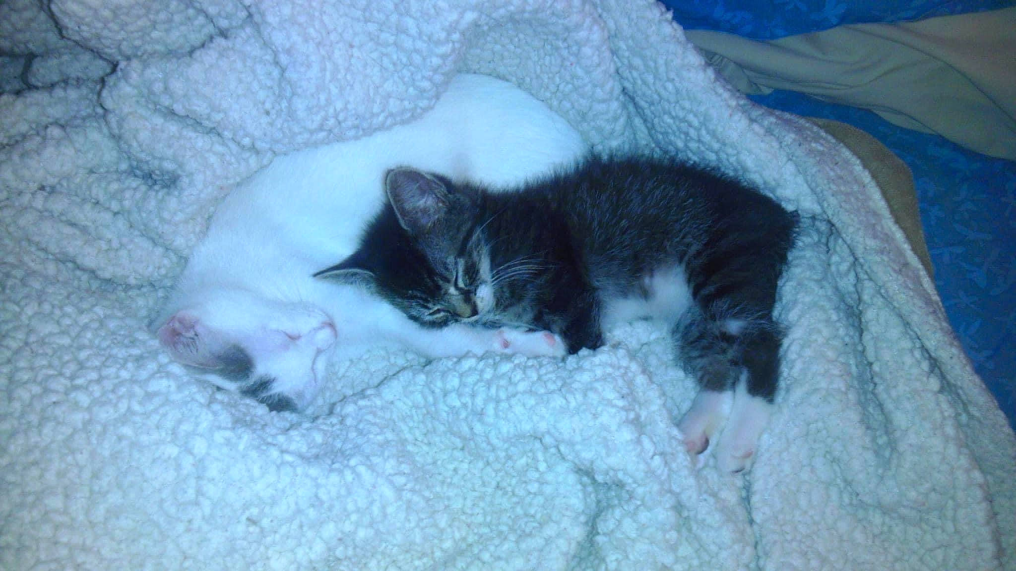 Sissy joined the competition — help win amazing prizes! canidae, carnivore, cat, cat_bed, comfort, dog_breed, domestic_short_haired_cat, felidae, freezing, fur, grey, linens, nap, paw, small_to_medium_sized_cats, snout, snow, tail, vertebrate, whiskers