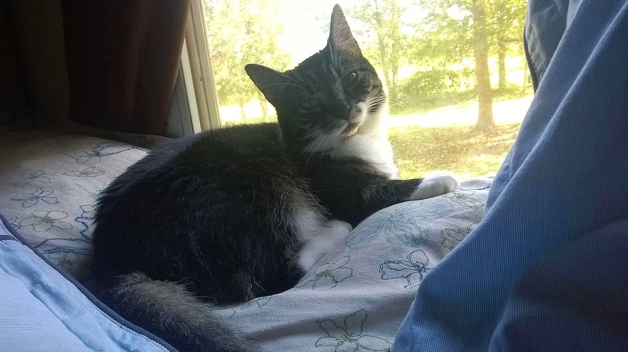 Sissy is registered to the contest to win money with this photo: black_cat, carnivore, cat, comfort, curtain, domestic_short_haired_cat, felidae, fur, grass, grey, plant, shade, sitting, small_to_medium_sized_cats, snout, tail, tints_and_shades, tree, whiskers, window