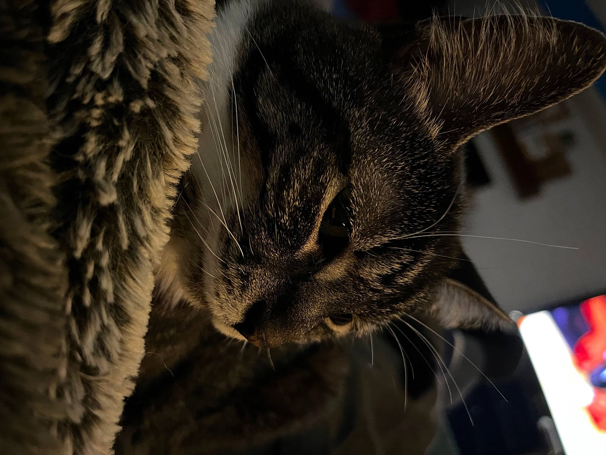 Sissy is registered to the contest to win money with this photo: carnivore, cat, claw, close_up, comfort, domestic_short_haired_cat, ear, eye, felidae, fur, paw, plant, sleep, small_to_medium_sized_cats, snout, tail, terrestrial_animal, tree, whiskers, wildlife