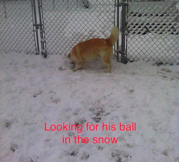 Bo joined the competition — help win amazing prizes! animal_shelter, canidae, carnivore, companion_dog, dog, dog_breed, fawn, fence, freezing, home_fencing, mammal, mesh, pet_supply, snout, snow, sporting_group, tail, vertebrate, winter, wire_fencing