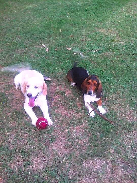 Bo is registered to the contest to win money with this photo: beagle_harrier, canidae, carnivore, companion_dog, dog, dog_breed, dog_supply, fawn, flooring, grass, hound, mammal, non_sporting_group, scent_hound, sidewalk, snout, sporting_group, tail, toy, working_dog