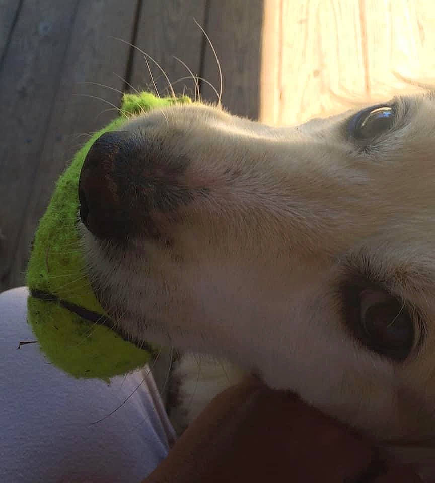 Bo is registered to the contest to win money with this photo: canidae, carnivore, companion_dog, dog, dog_breed, ear, fawn, fur, sporting_group, terrestrial_animal, whiskers, working_animal