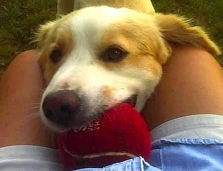 Bo is registered to the contest to win money with this photo: canidae, carnivore, collar, companion_dog, dog, dog_breed, ear, fawn, fur, giant_dog_breed, happy, herding_dog, paw, plant, puppy_love, snout, sporting_group, terrestrial_animal, whiskers, working_animal