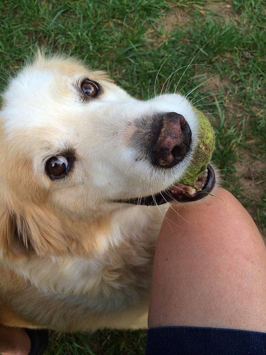 Bo joined the competition — help win amazing prizes! ancient_dog_breeds, canidae, carnivore, collar, companion_dog, dog, dog_breed, dog_collar, fawn, fur, grass, pet_supply, plant, snout, sporting_group, terrestrial_animal, volpino_italiano, whiskers, working_animal, working_dog