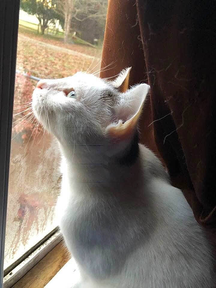 Annabelle joined the competition — help win amazing prizes! beard, carnivore, cat, claw, comfort, domestic_short_haired_cat, ear, eye, fawn, felidae, fur, paw, plant, small_to_medium_sized_cats, snout, tail, terrestrial_animal, tree, whiskers, window