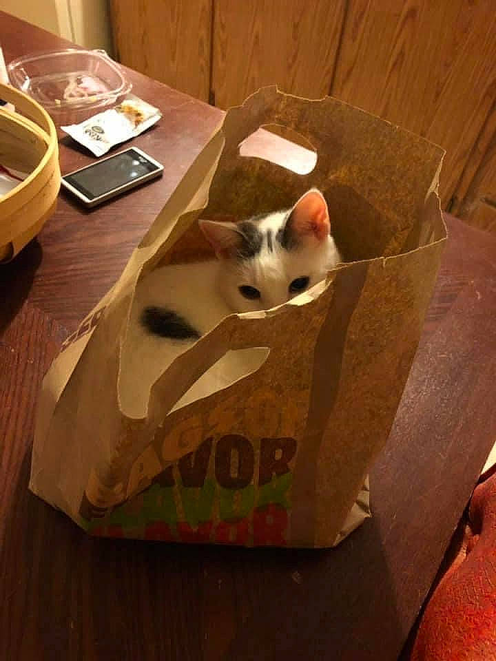 Annabelle is registered to the contest to win money with this photo: box, cardboard, carnivore, carton, cat, fawn, felidae, flooring, hardwood, packaging_and_labeling, paper, paper_product, room, shipping_box, small_to_medium_sized_cats, table, tableware, tail, whiskers, wood