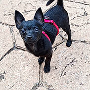 Bean joined the competition — help win amazing prizes! dog, black_dog, small_dog, puppy, pet, animal, outdoor, pavement, stone, harness, red_harness, ears, alert, cute, canine, looking_up, fur, tail, standing, play_on