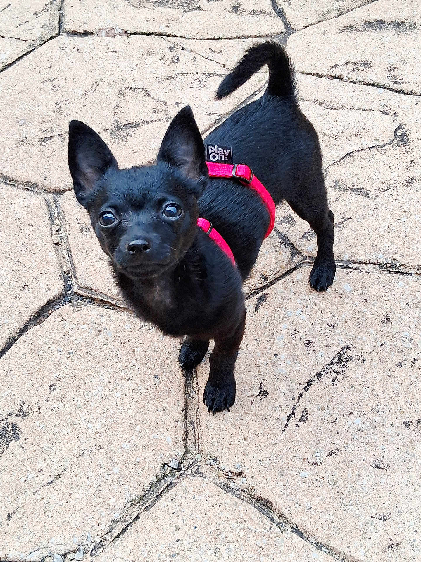 Bean joined the competition — help win amazing prizes! dog, black_dog, small_dog, puppy, pet, animal, outdoor, pavement, stone, harness, red_harness, ears, alert, cute, canine, looking_up, fur, tail, standing, play_on