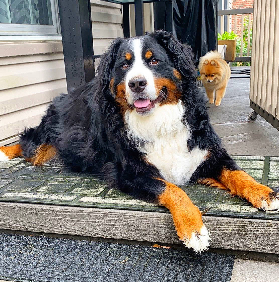 Bennett is registered to the contest to win money with this photo: bernese_mountain_dog, canidae, carnivore, companion_dog, dog, dog_breed, giant_dog_breed, greater_swiss_mountain_dog, mammal, rare_breed_dog, sporting_group, vertebrate, working_dog