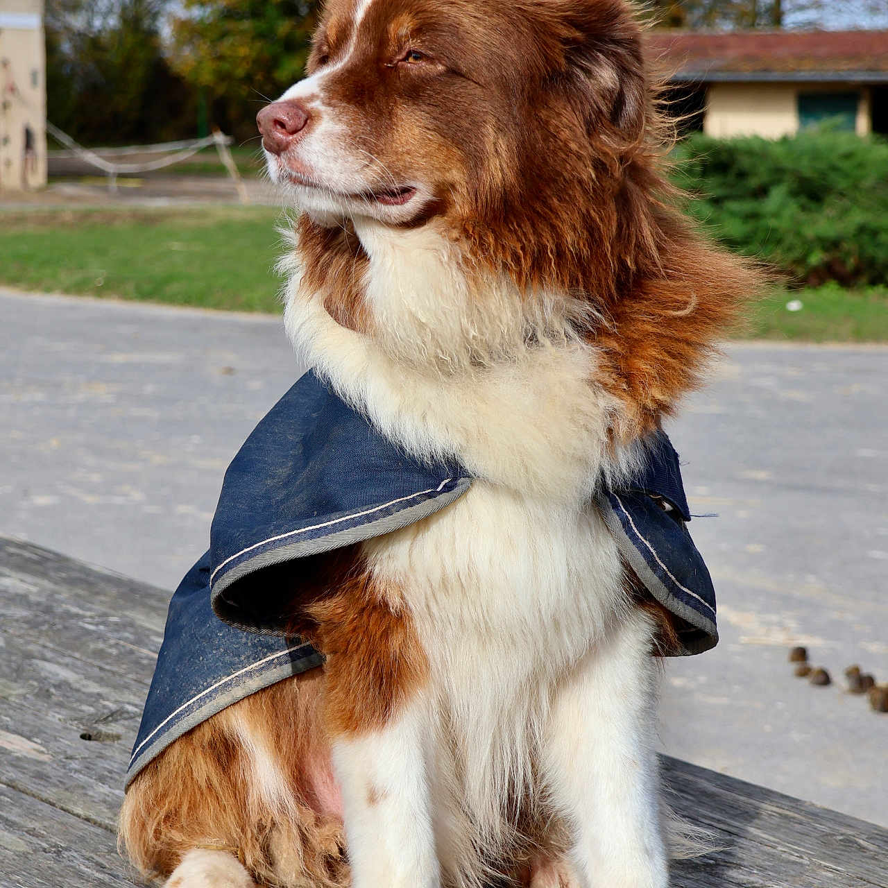 Nerverland participe au concours pour gagner de l'argent avec cette photo : animal, autumn, brown, building, canine, coat, dog, fluffy, fur, grass, mammal, nature, outdoor, pet, portrait, sitting, table, tree, white, wood