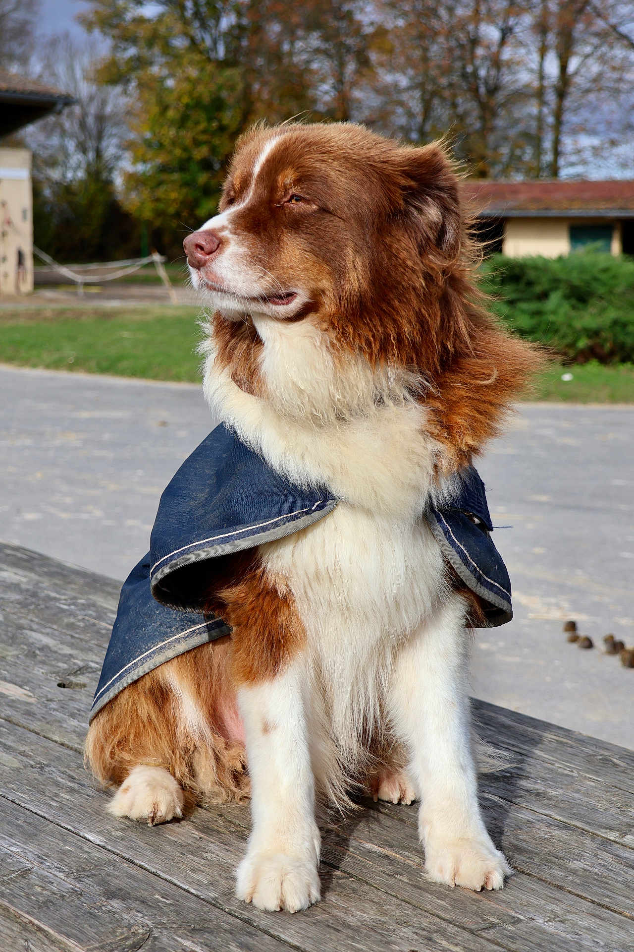 Nerverland participe au concours pour gagner de l'argent avec cette photo : dog, canine, pet, fur, coat, outdoor, wood, table, autumn, tree, building, grass, nature, animal, mammal, portrait, sitting, brown, white, fluffy