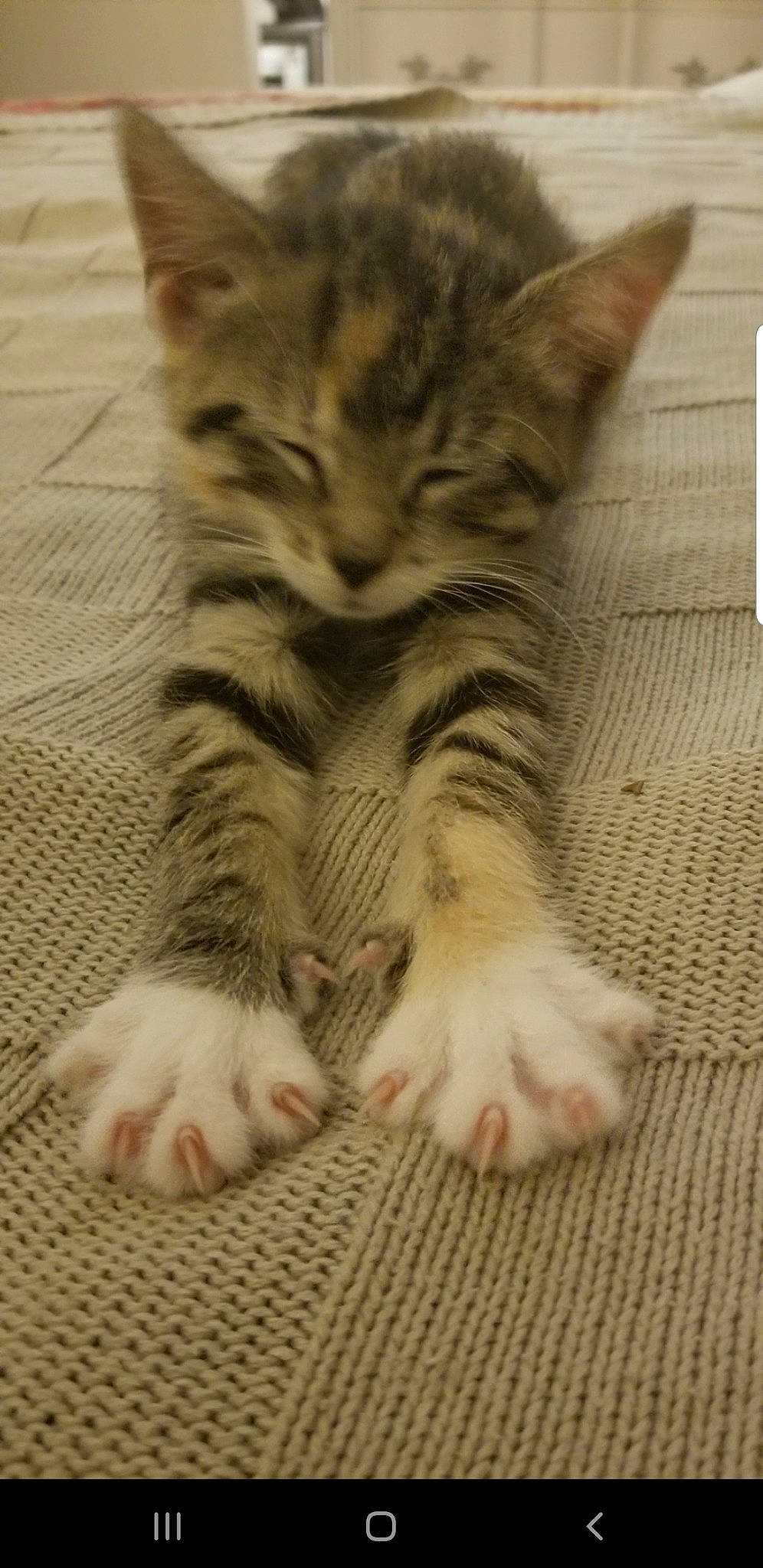 Sassy Frass is registered to the contest to win money with this photo: aegean_cat, american_shorthair, american_wirehair, asian, carnivore, cat, domestic_short_haired_cat, dragon_li, european_shorthair, felidae, kitten, mammal, norwegian_forest_cat, paw, pixie_bob, polydactyl_cat, small_to_medium_sized_cats, snout, tabby_cat, whiskers