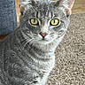 cat, gray_tabby, indoor, close_up, yellow_eyes, carpet, fur, whiskers, ears, pet, animal, curious, feline, sitting, home, texture, portrait, domestic, detail, focus