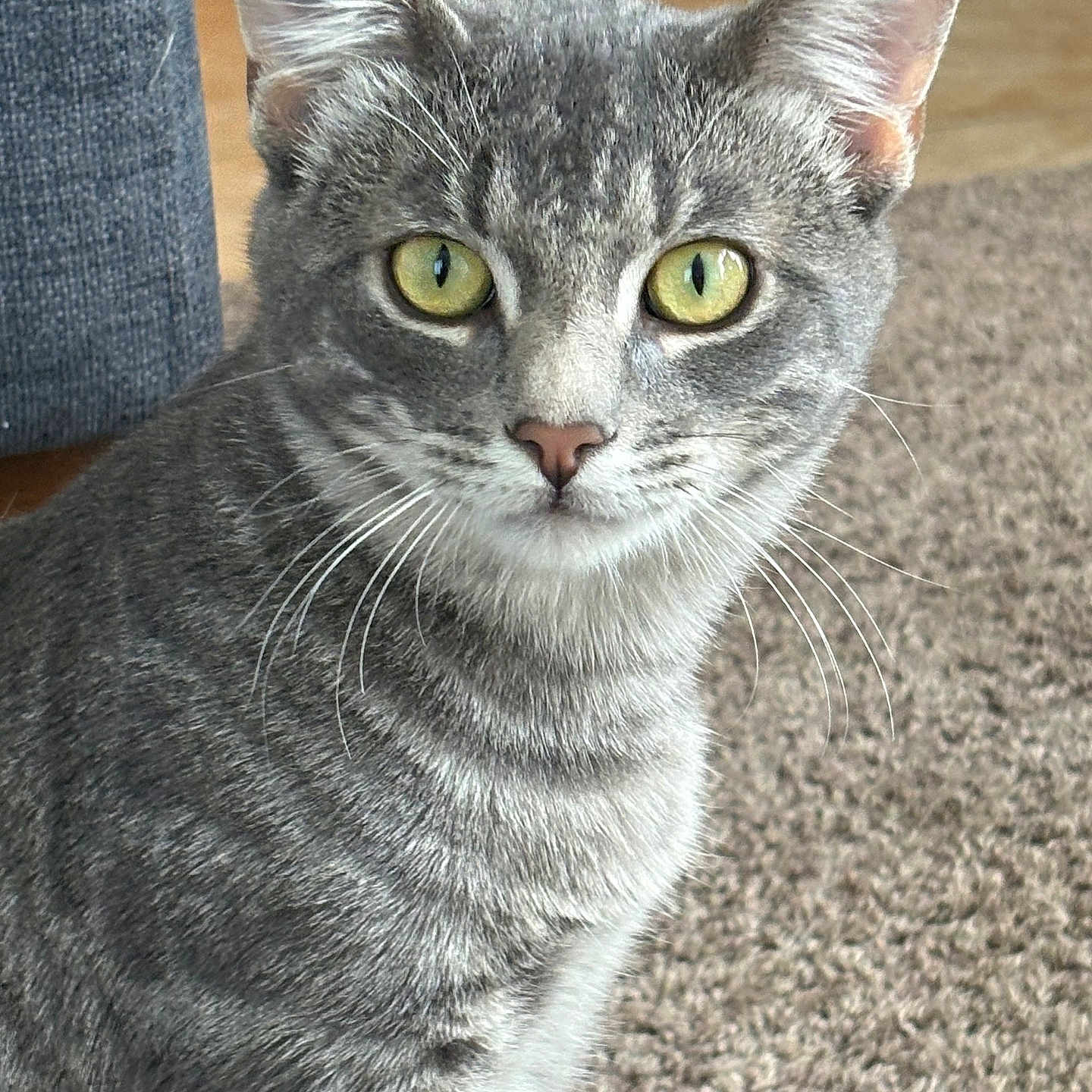 Arlo
