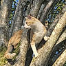 cat, tree, branches, orange_cat, white_cat, outdoor, nature, sunlight, sky, animal, pet, climbing, fur, moss, trunk, greenery, daylight, wildlife, curious, adventure