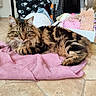 animal, basket, blanket, cat, cozy, domestic, ears, feline, floor, fluffy, fur, green_eyes, indoors, looking_at_camera, pet_carrier, pink_towel, resting, tabby, toy, whiskers