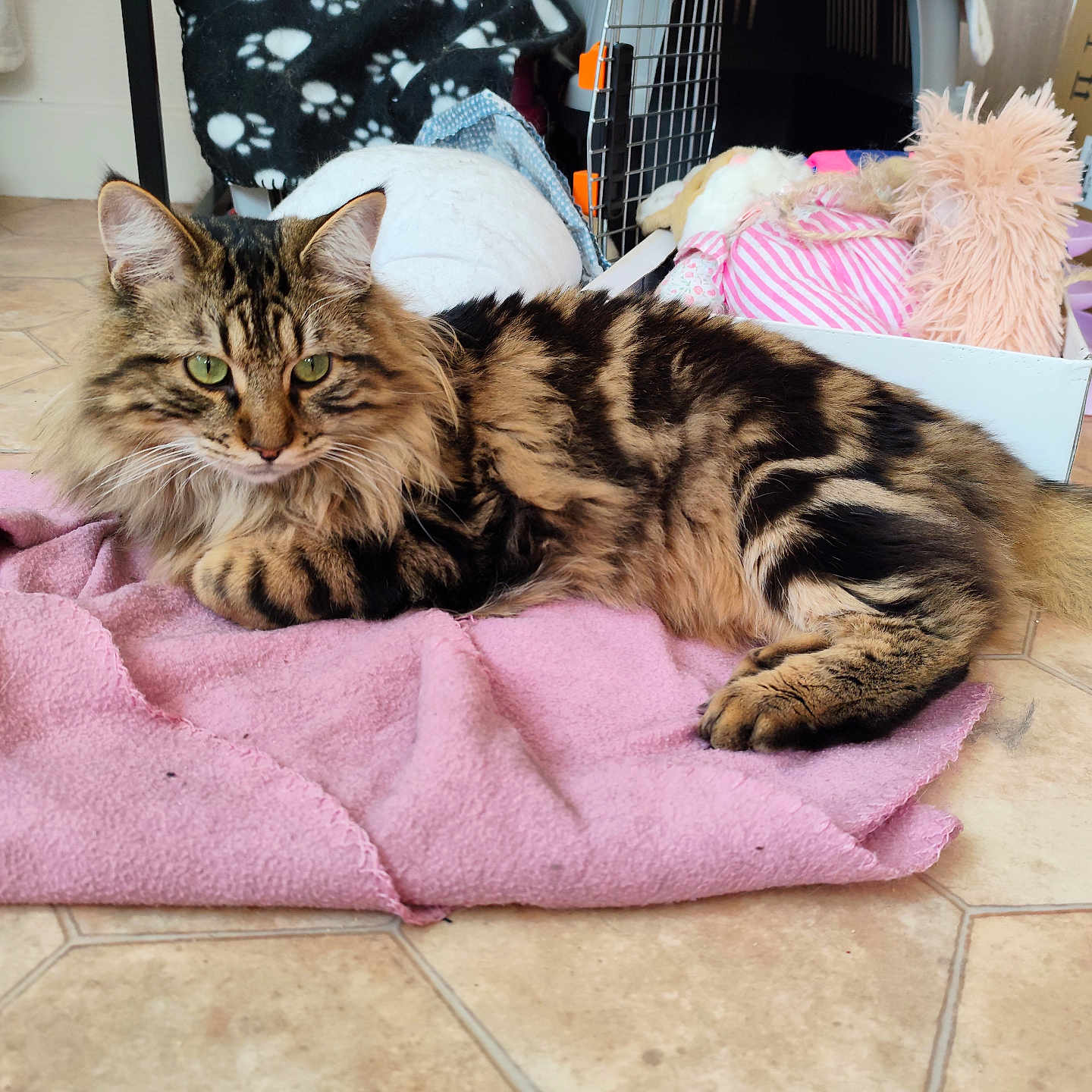 Eiki a rejoint le concours — aidez-le/la à gagner de superbes lots ! cat, tabby, fluffy, green_eyes, pink_towel, pet_carrier, blanket, toy, basket, floor, indoors, feline, resting, cozy, animal, fur, ears, whiskers, looking_at_camera, domestic