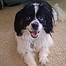 Oreo is registered to the contest to win money with this photo: dog, puppy, black_and_white, fluffy, long_hair, floppy_ears, open_mouth, smiling, happy, sitting, pet, collar, tags, carpet, indoors, living_room, couch, portrait, cute, animal